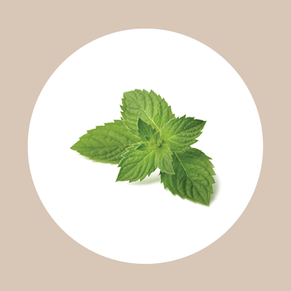 BSW Peppermint Essential Oil 10ml Beauty Spa Wellbeing | Beauty Spa Wellbeing Online