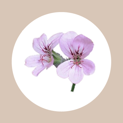 BSW Geranium Bourban Essential Oil 10ml Beauty Spa Wellbeing | Beauty Spa Wellbeing Online